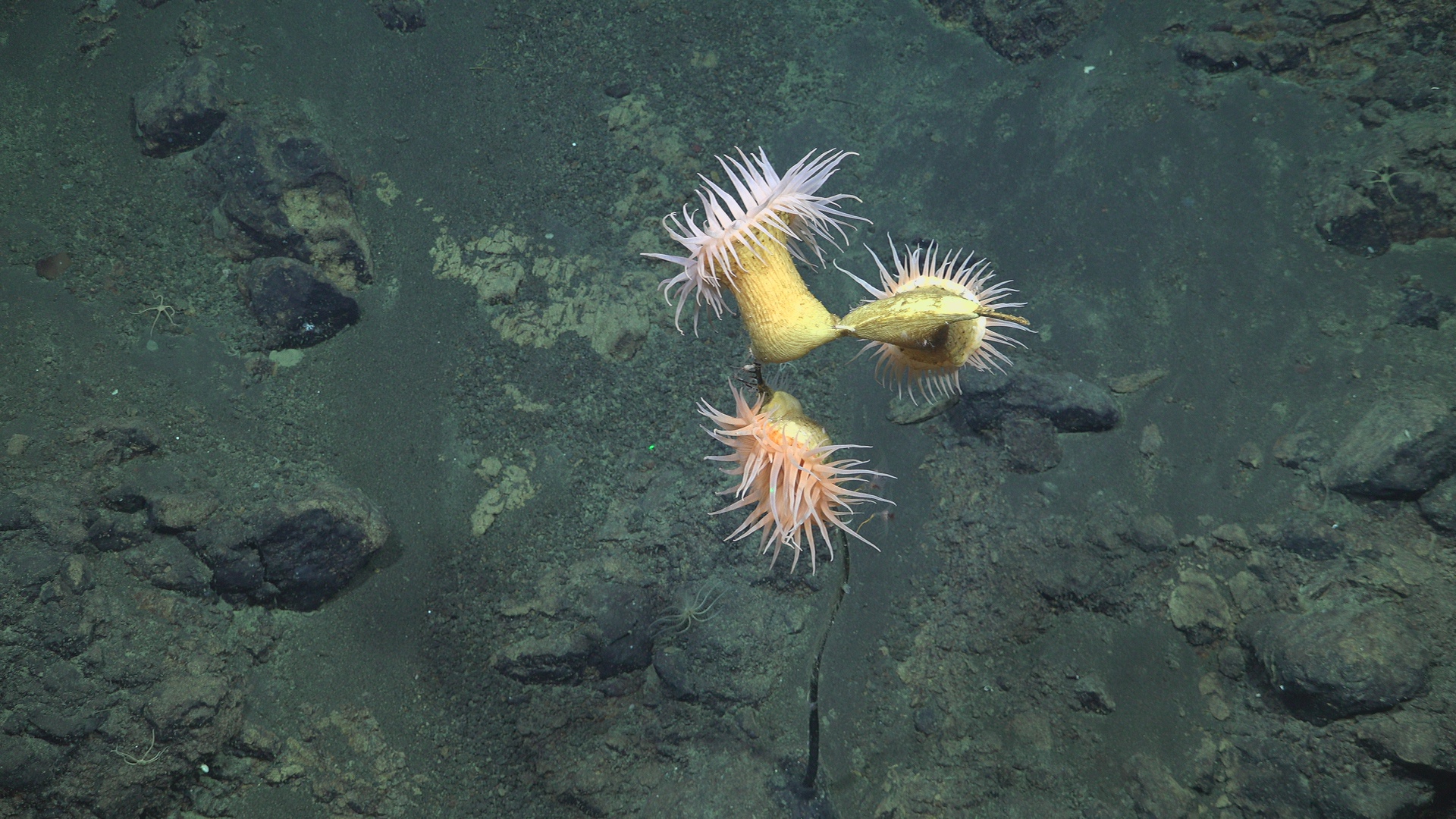 Anemone on coral: a surreal scene